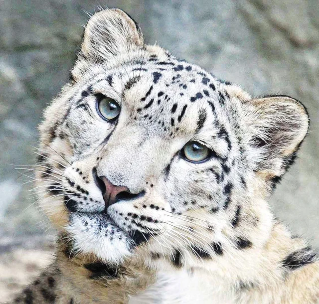 Snow Leopard 1 Oz. / 30ml